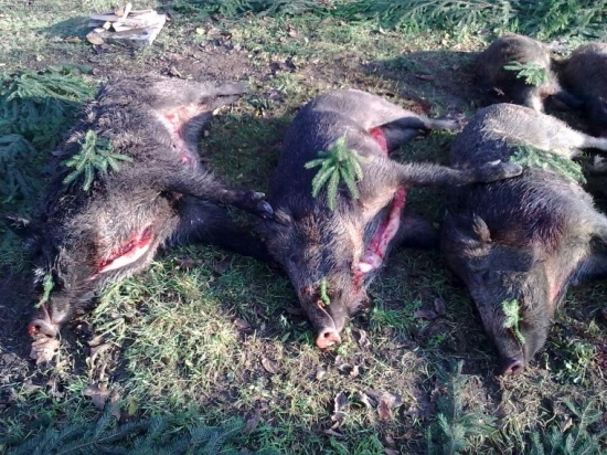 spolocna a tri velke kusy skoda ze su to svine