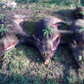 spolocna a tri velke kusy skoda ze su to svine