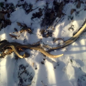 dnešné prekvapenie