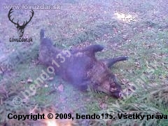 kanček