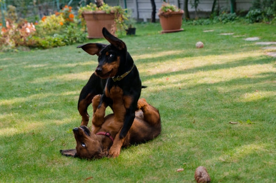 Kamošky - kopovka a jazvečíčka