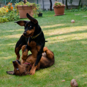 Kamošky - kopovka a jazvečíčka