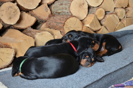 Šteniatka majú dnes 6 týždňov