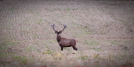 moj prvy zaber jelena