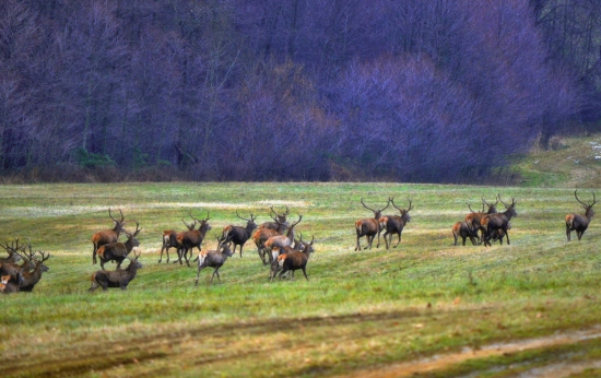 rota zoradena poklusom vpred