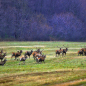rota zoradena poklusom vpred