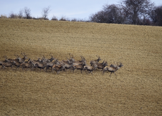 uz sa taha na repku...