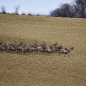 uz sa taha na repku...