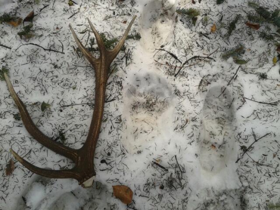 zhod a medvedia labka