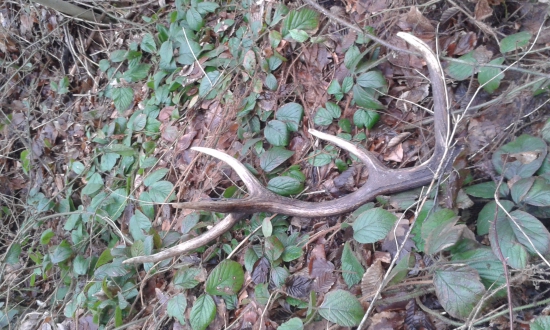 ked neprsi tak aspon kvapka