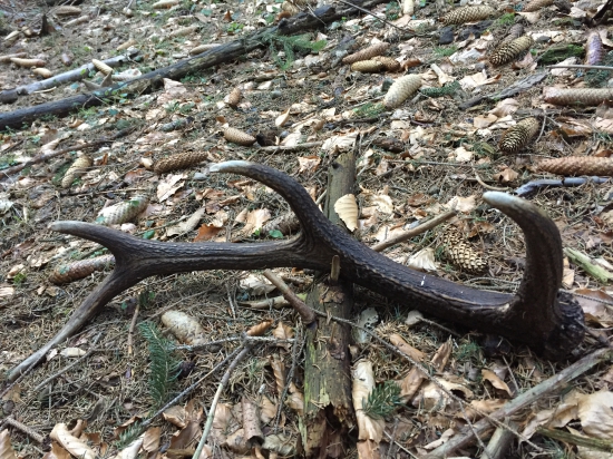 opäť vlaňajší..