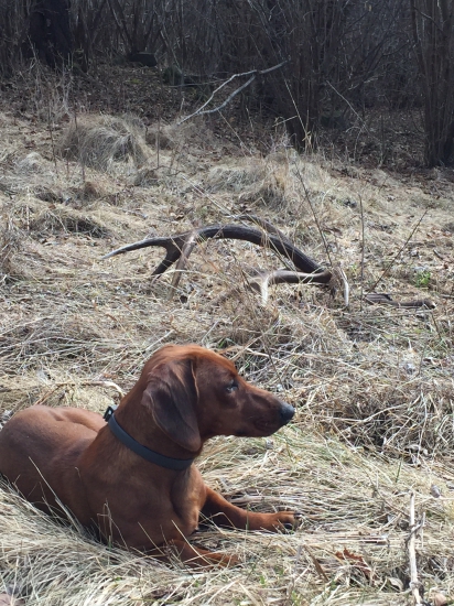 strážca pokladov...