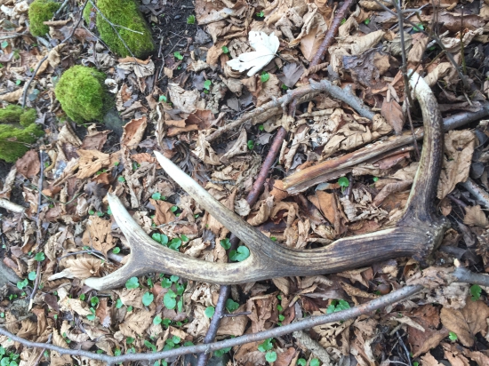 Kde sa tie vlanajsie stale beru?:-)