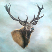 môj obľubený námet