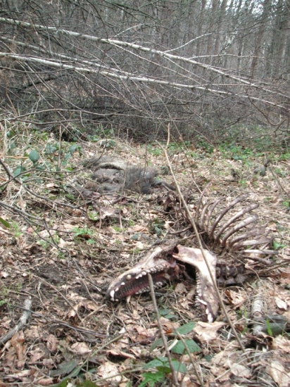 A takto skončil chudák ALF z Velmaku
