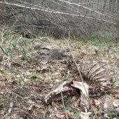 A takto skončil chudák ALF z Velmaku