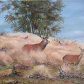 ruja