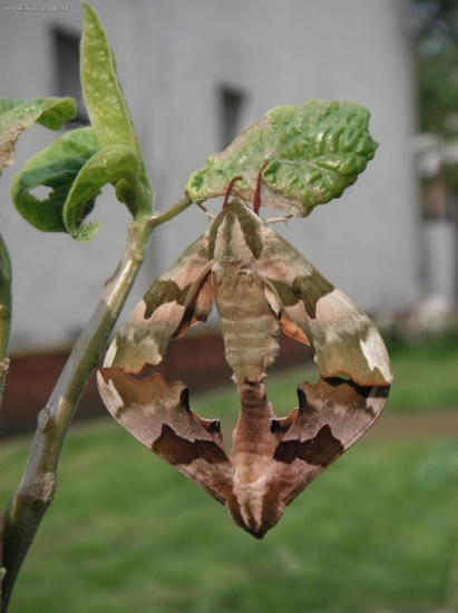 manželský trojuholník
