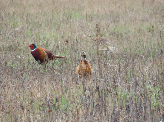 kurej- ani sliepka ani kohut