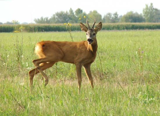 Mlaďas