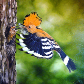 duduk olej na plátno