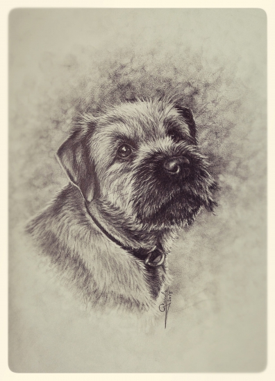 border terrier