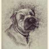 border terrier