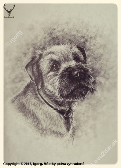 border terrier