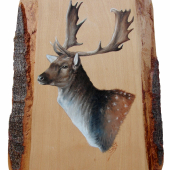 Daniel portrét -olej