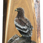 mladý orol -olej na drevo