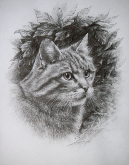 divá mačička- grafit