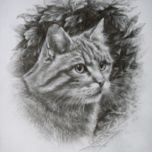 divá mačička- grafit