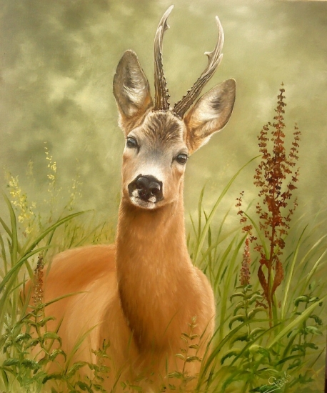 Srnec -olej na plátne 50x60cm