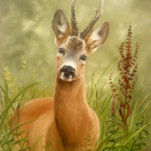 Srnec -olej na plátne 50x60cm