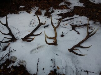 Szczęście dopisało