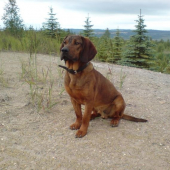 hanoverská barvář