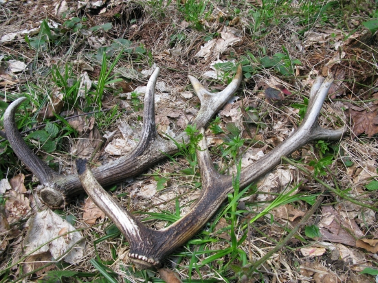 Niekoľkoročné, ale potešili