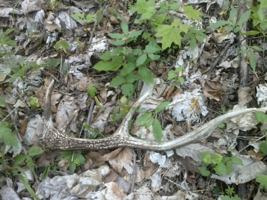 Minuloročný pajtáš