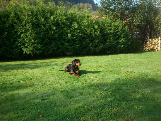 Odloženie na voľno