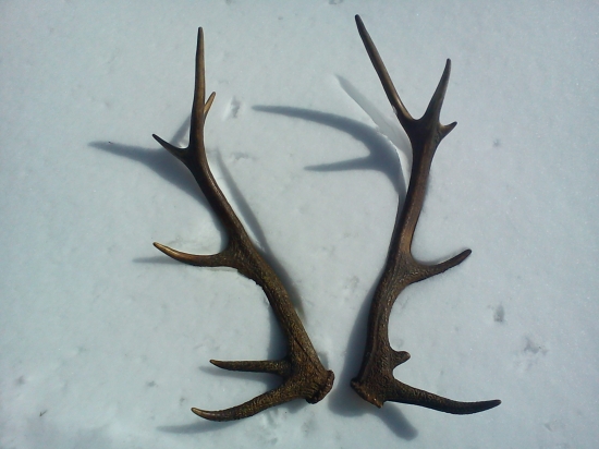 Oco bol na Prechádzke