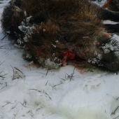 totalne nezvičajný vystrel