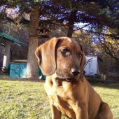 Ares