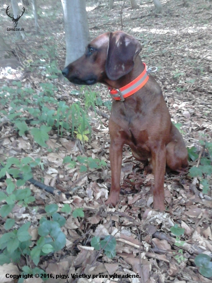 Ares