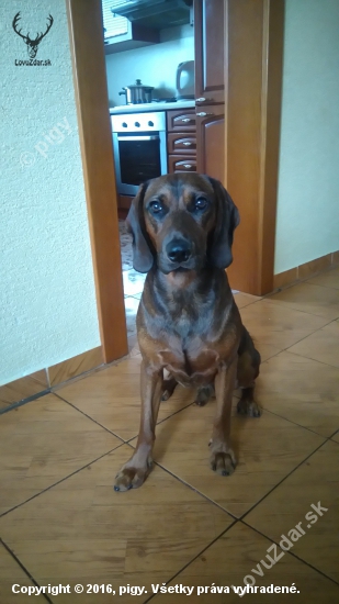 Aresko