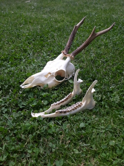 Guľkový úhyn....pánovi sa neráčilo!!!