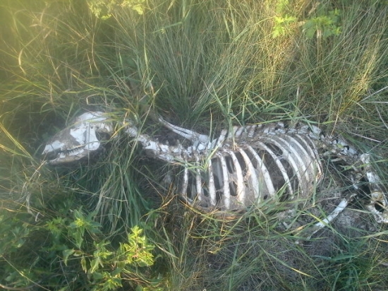 Capreolus post mortem