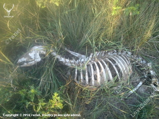 Capreolus post mortem