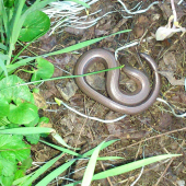 slepuch