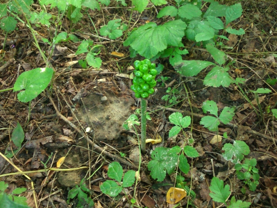 Zaujímavá rastlinka...