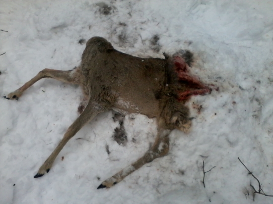 Srna zabitá rysom